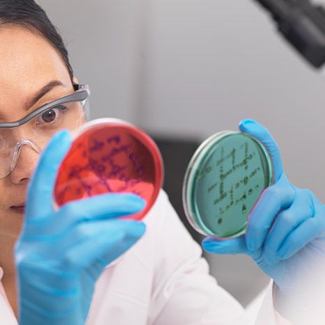 Scientist examining two petri dishes