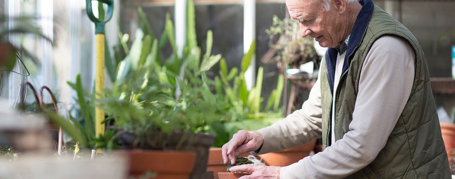 Man tending plants in greenhouse