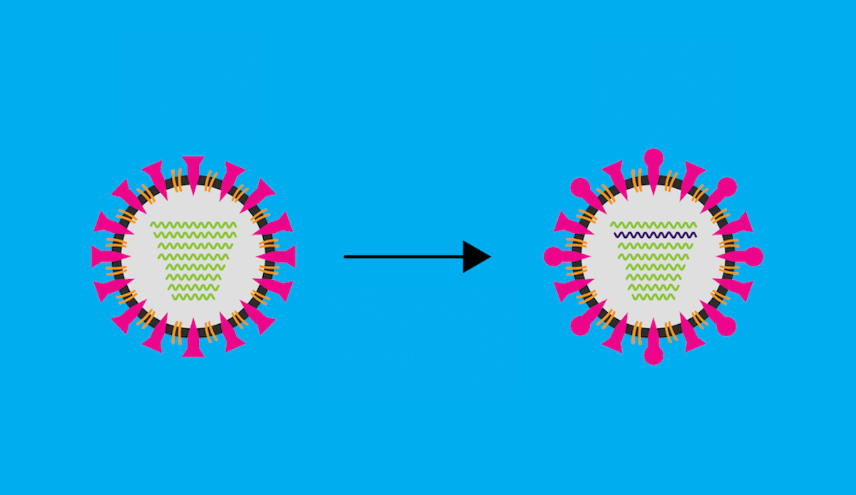 How Do Viruses Mutate and What it Means for a Vaccine?