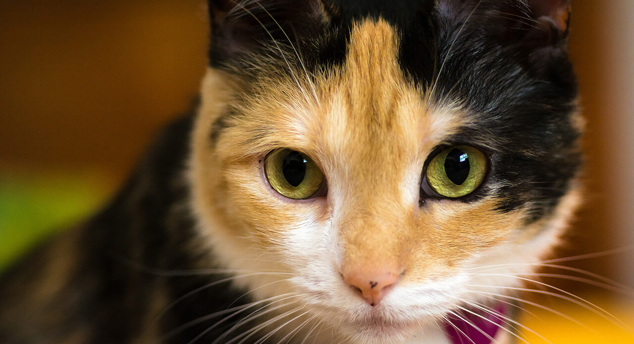 Inside the X(Chromosome) Files Pfizer