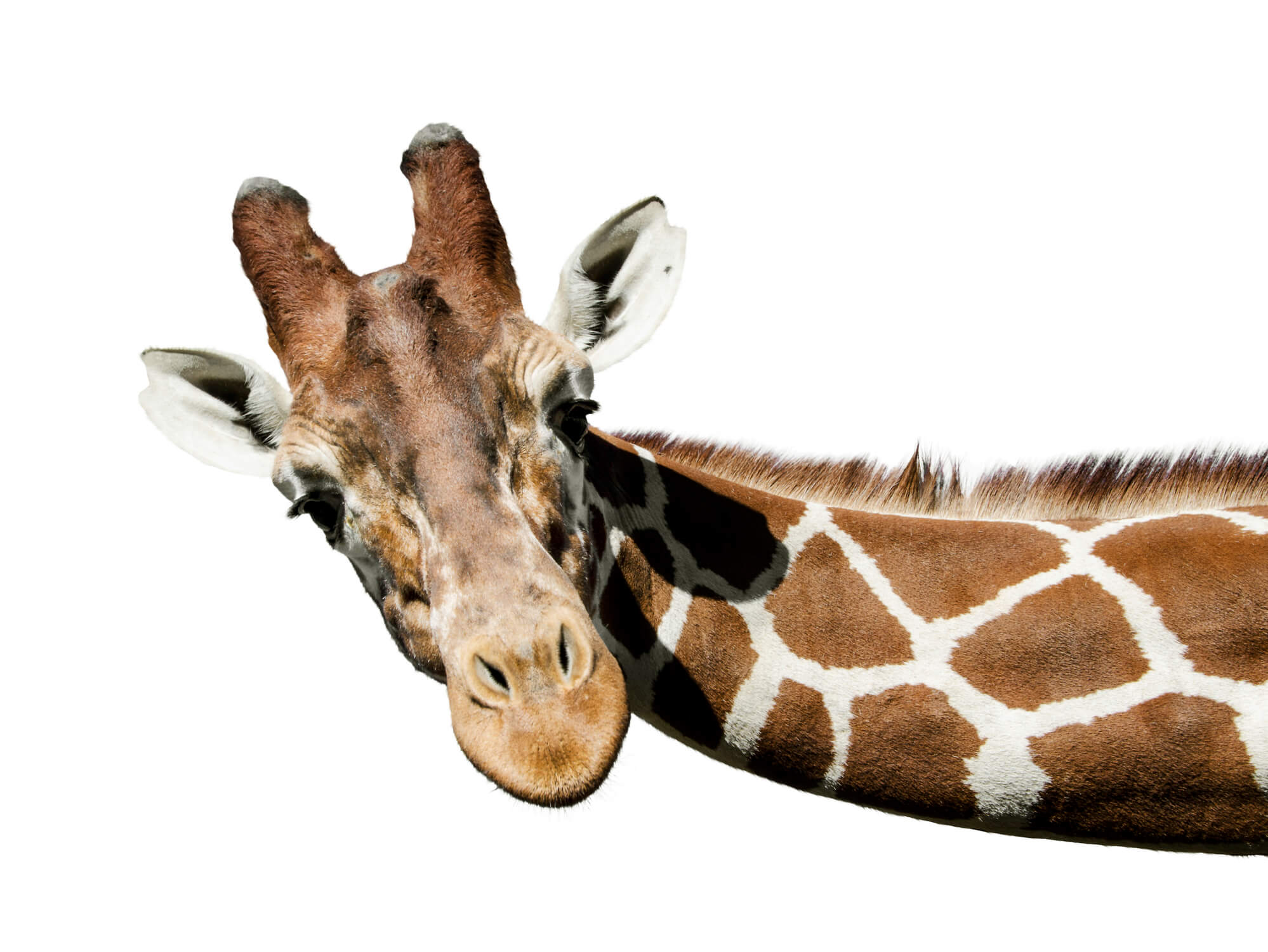What We Can Learn from a Giraffe’s Neck