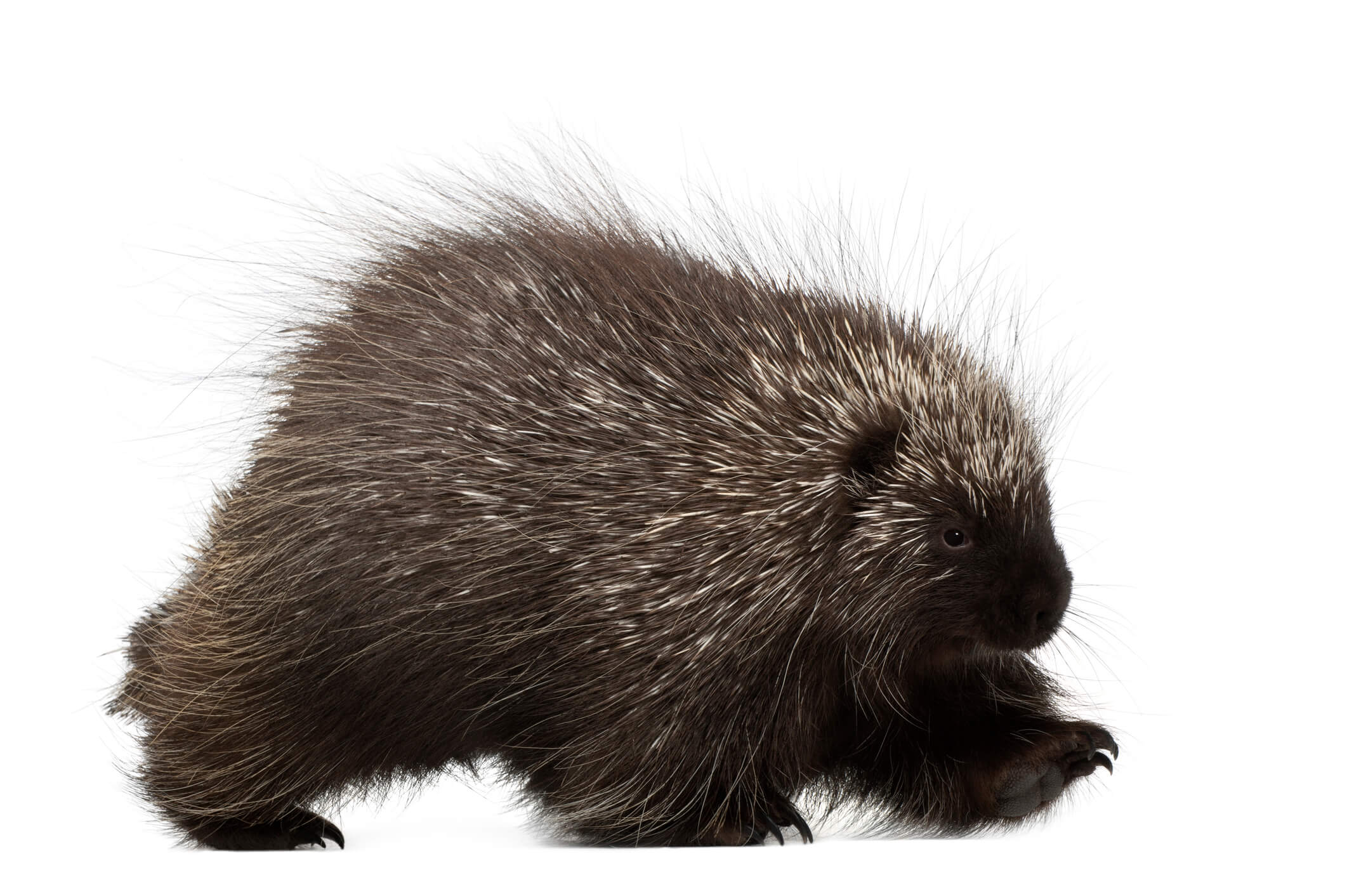 What a Porcupine Quill Can Teach Us About Making Better Needles