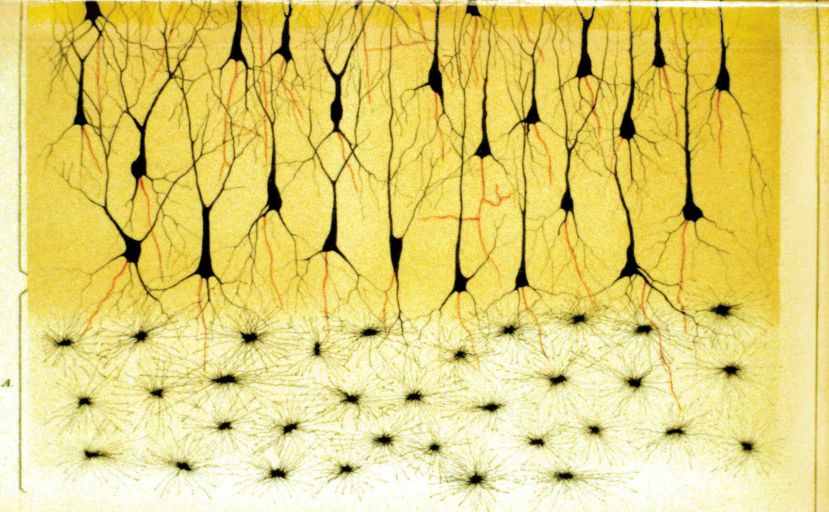 6 Views of a Neuron by Golgi and Cajal