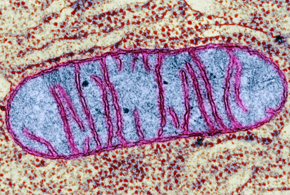 Why Mitochondria Is The Organelle Of The Moment