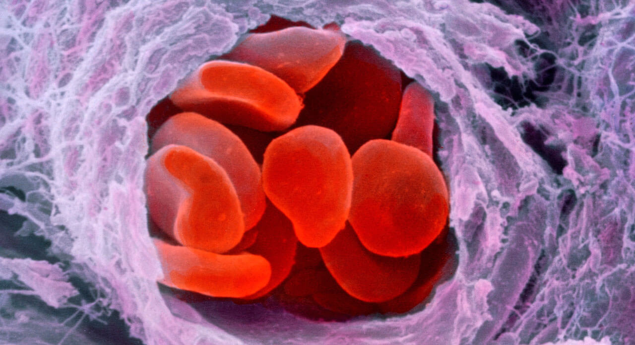red_blood_cells-spl_1280x695.jpg