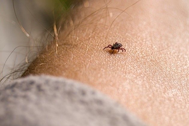 Close up of tick on human arm