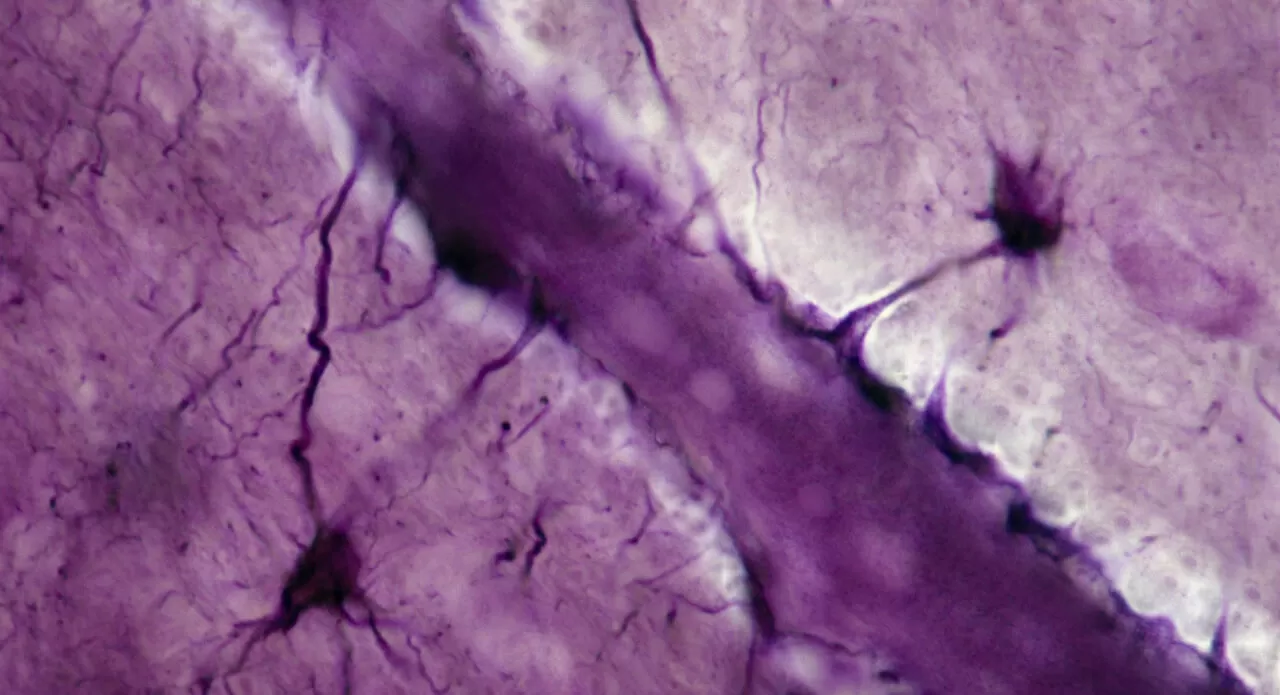 Blood Brain Barrier_Header.jpg 