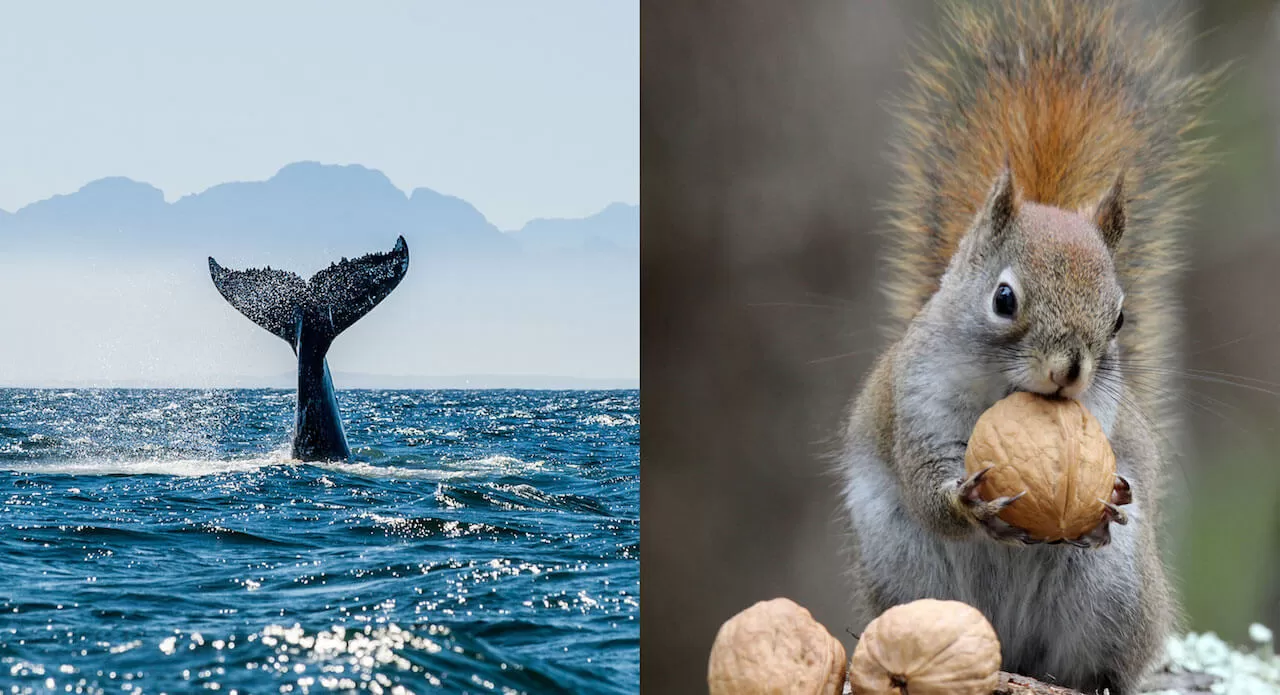 whale_squirrel_1280x695.jpg